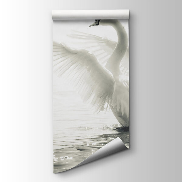 White swan with wings spread out in water