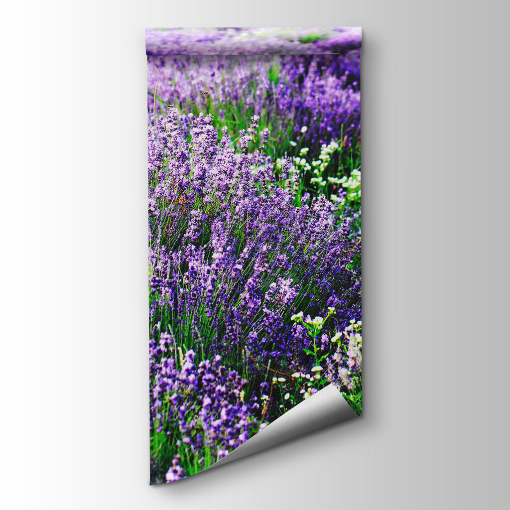 Field of purple flowers Field of purple flowers