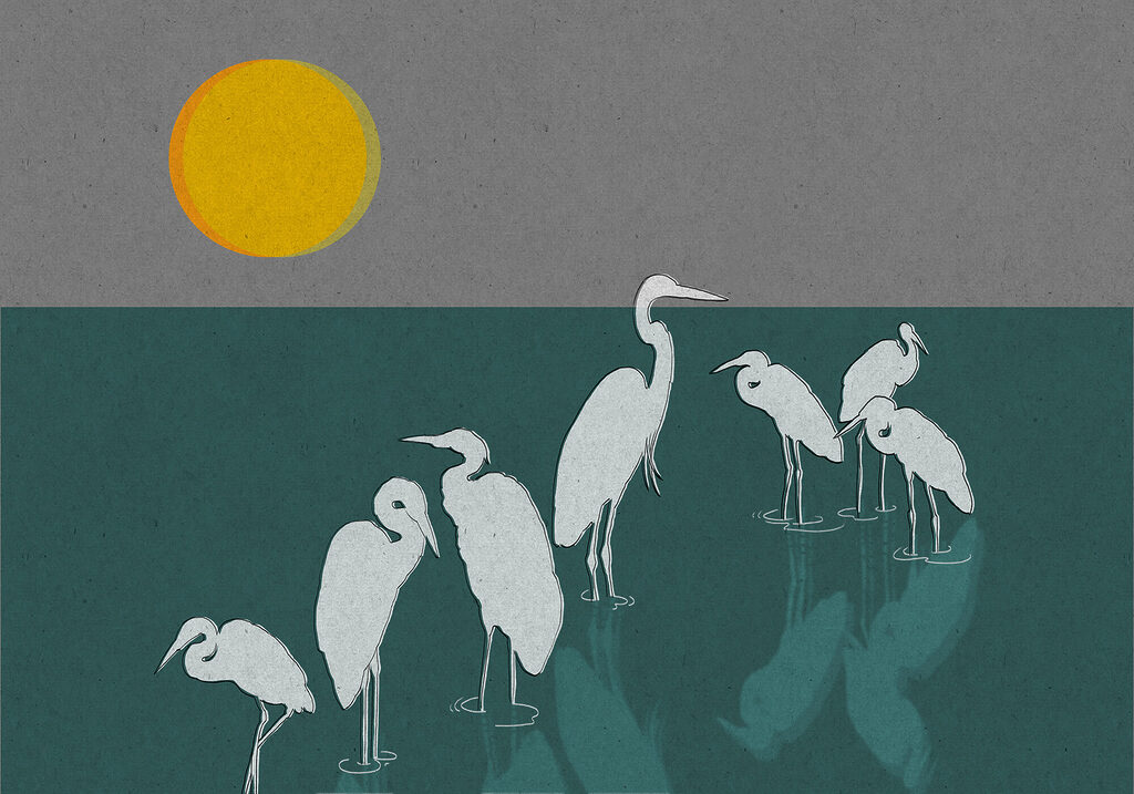 Group of birds standing in water