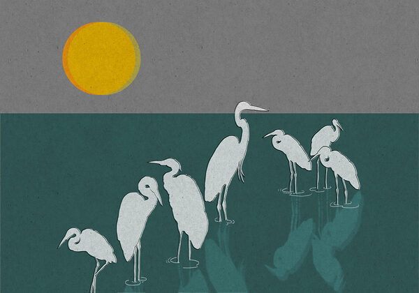 Group of birds standing in water