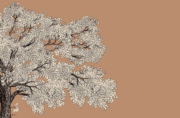 Tree with white flowers Tree with white flowers