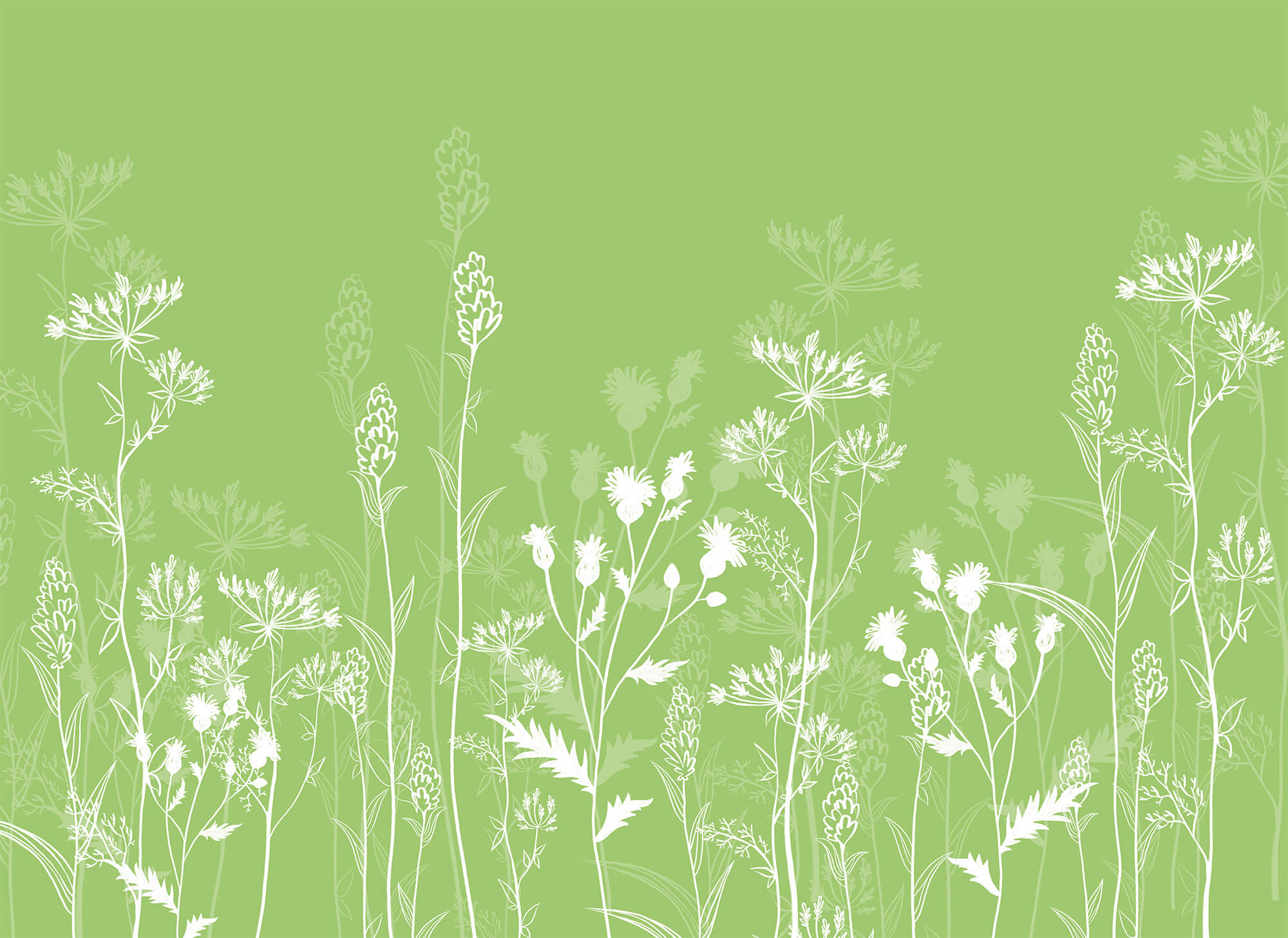 White flowers on a green background