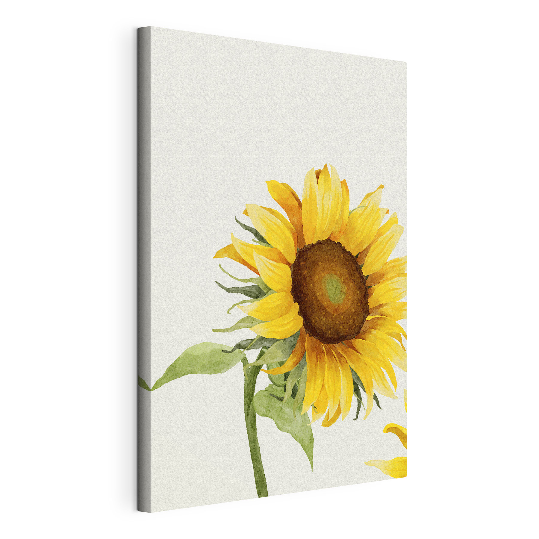 A close up of a sunflower