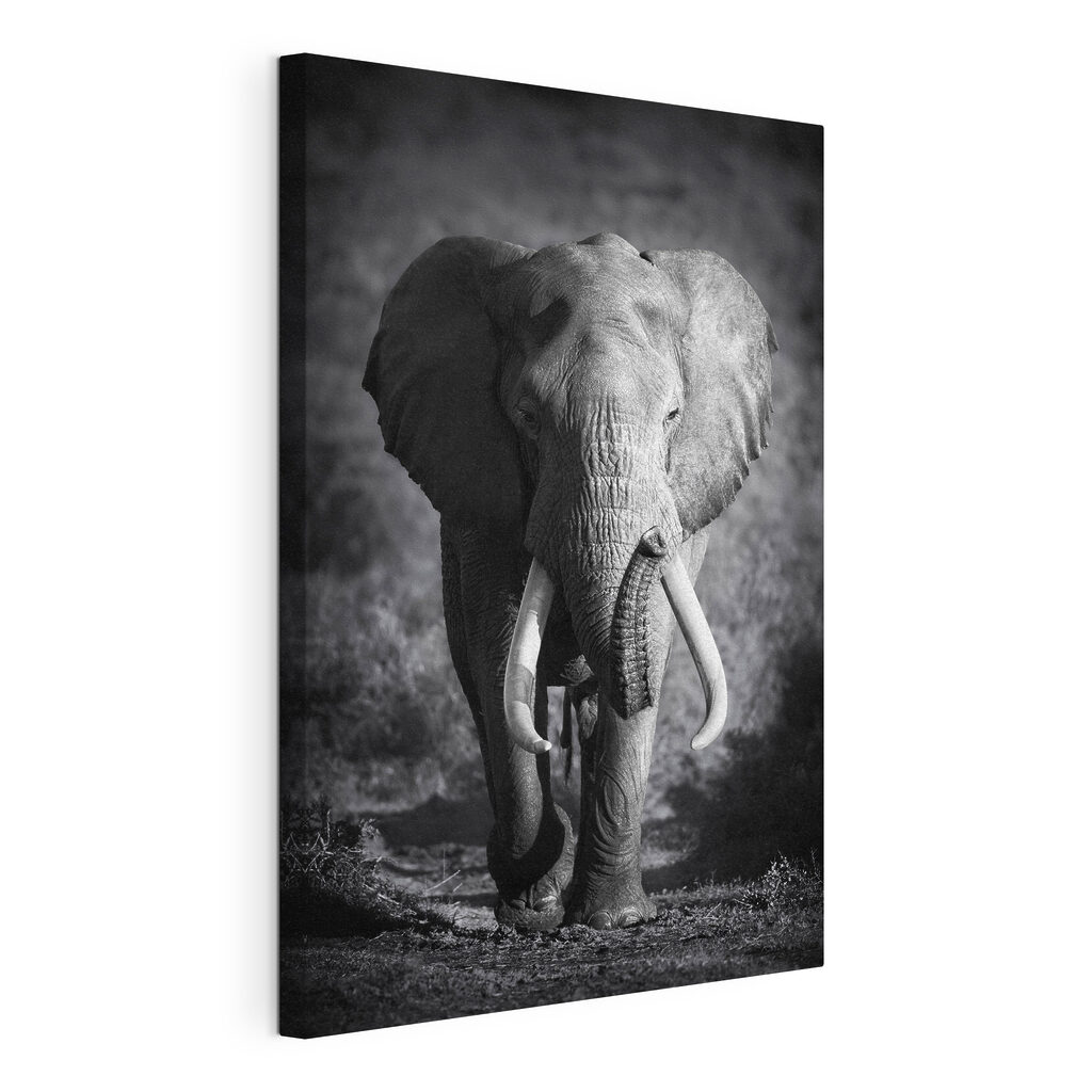An elephant with tusks walking An elephant with tusks walking
