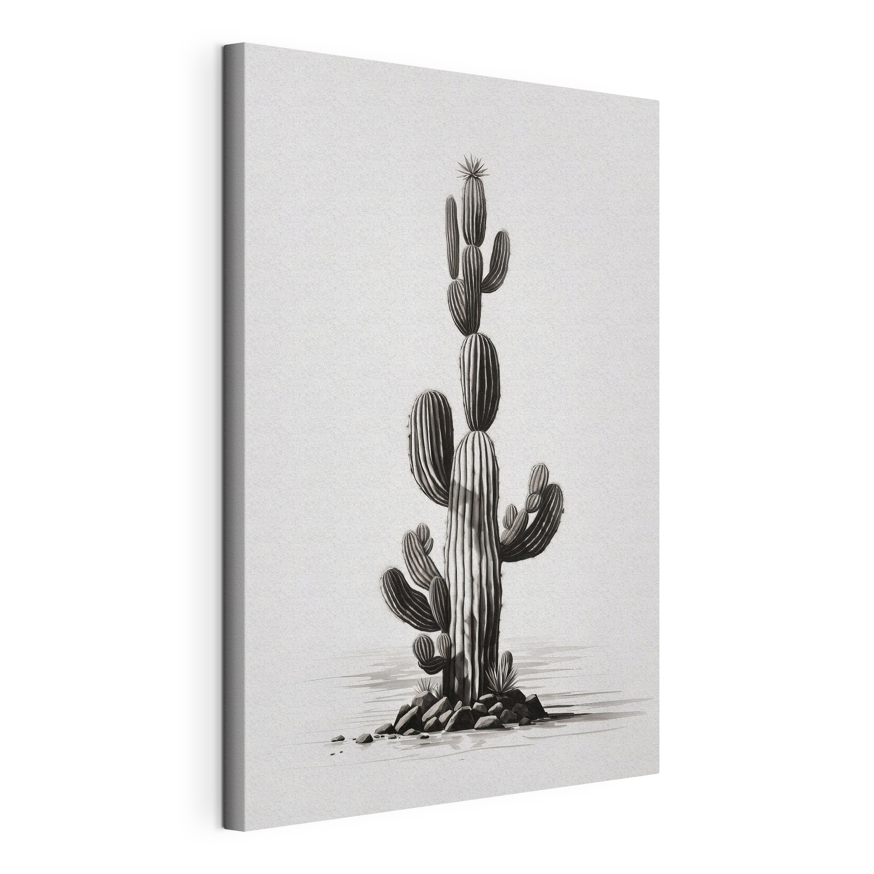 Cactus with a white background