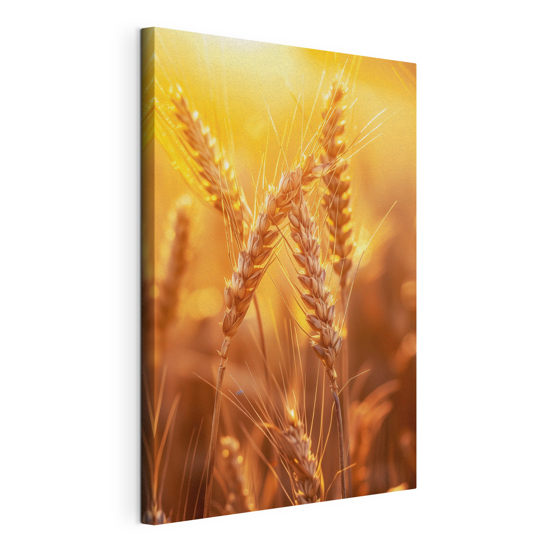 Close up of wheat in a field