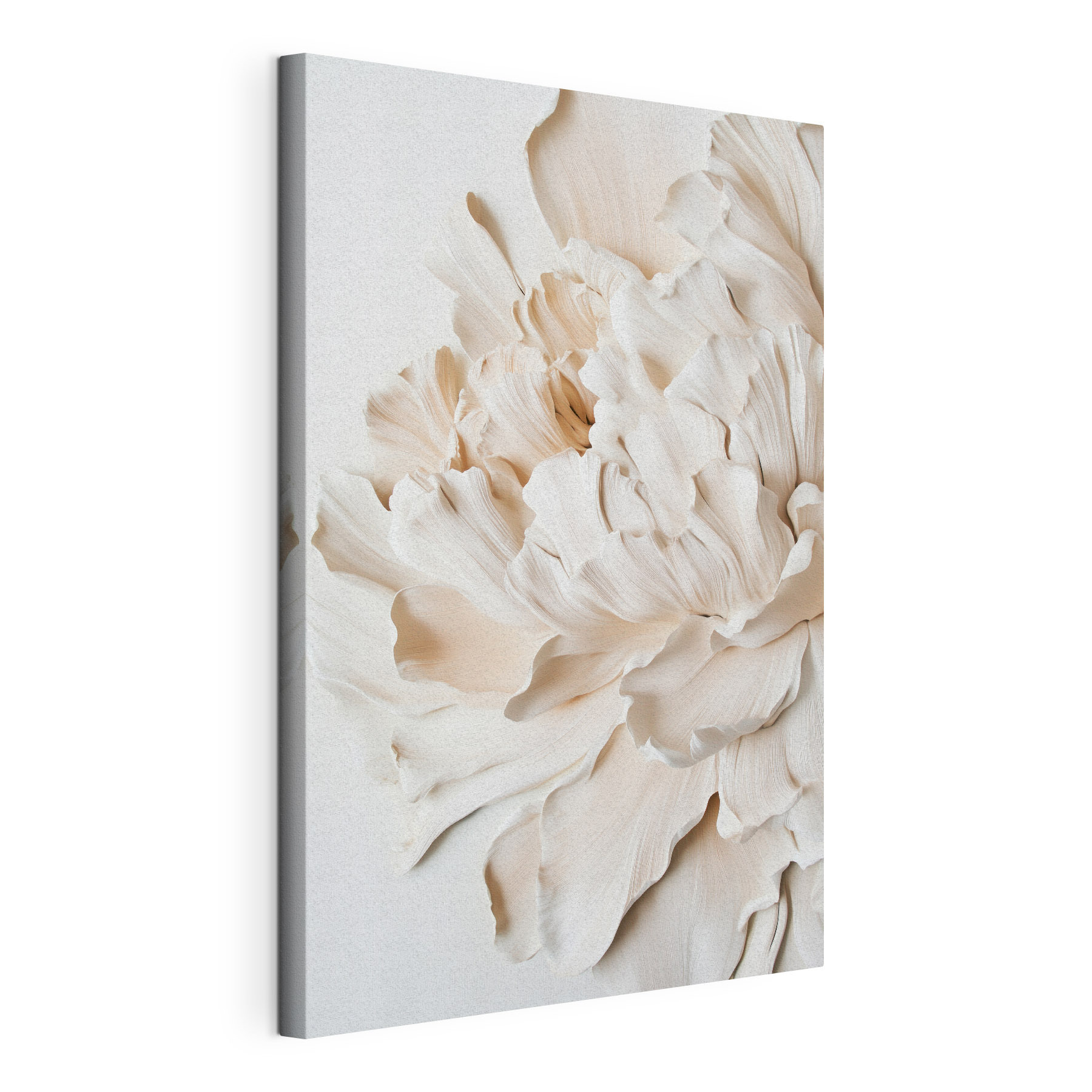 Delicate layers of beautiful petals Delicate layers of beautiful petals