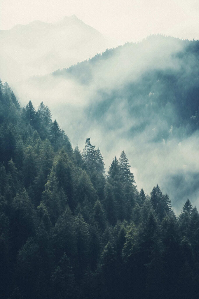 Forest of trees in the fog