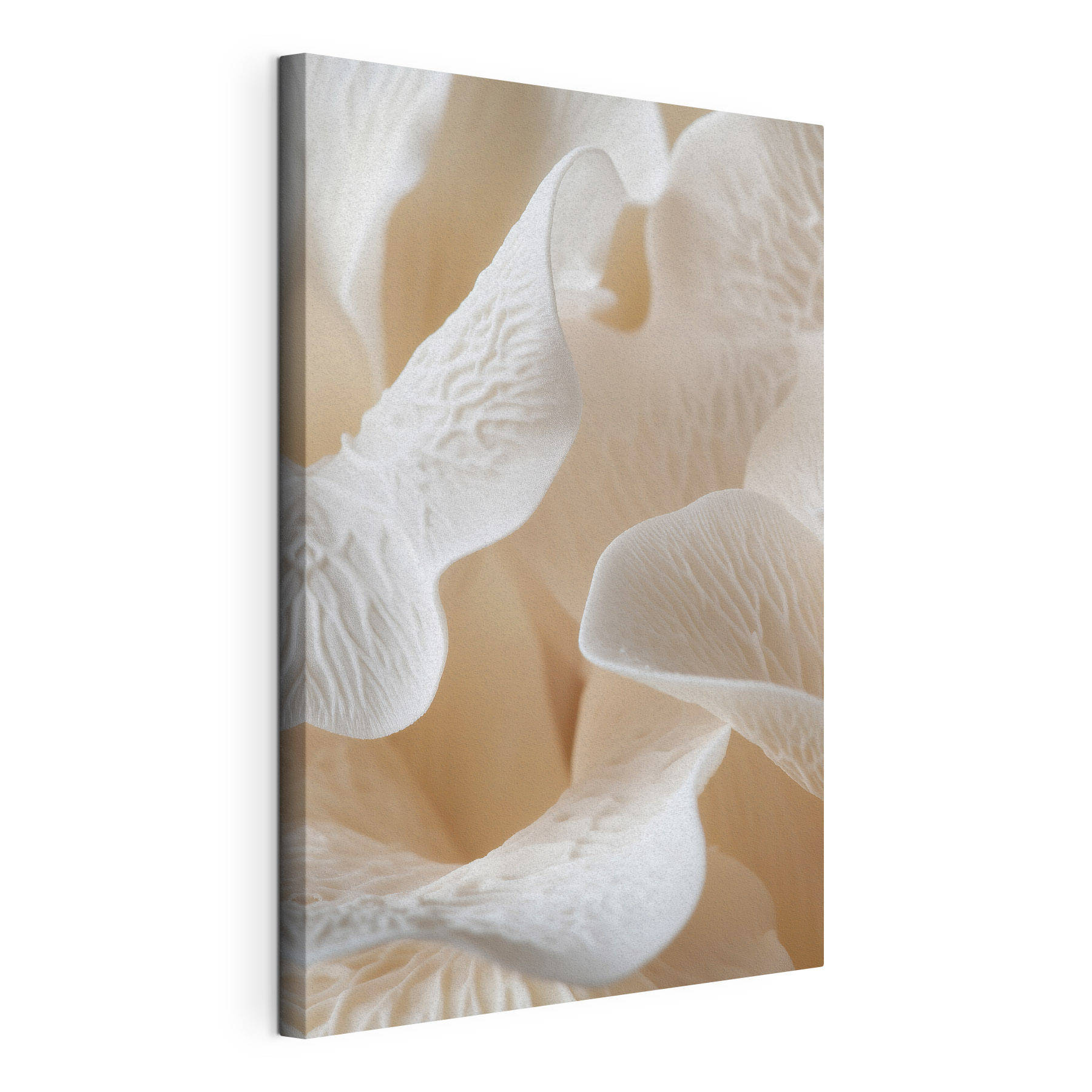 Delicate petals in soft harmony
