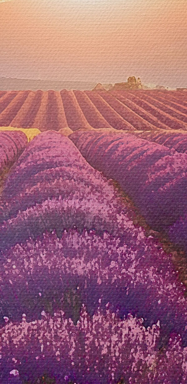 Field of lavender with mountains in the background Field of lavender with mountains in the background