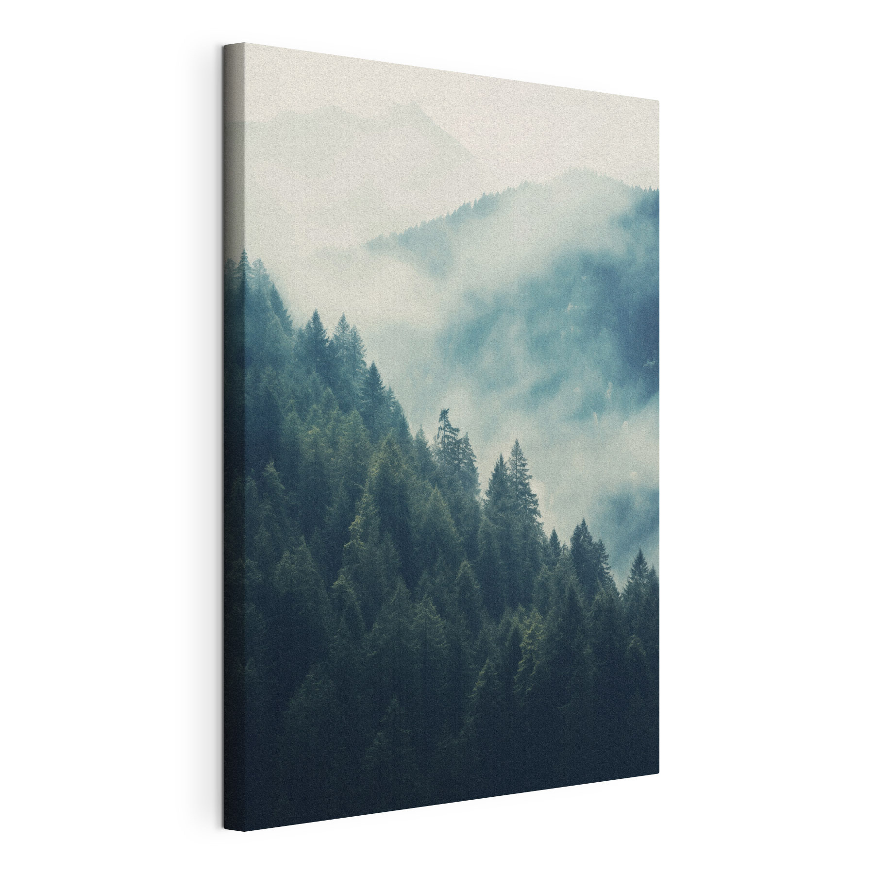 Forest of trees in the fog