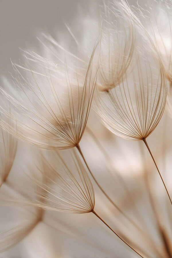 Delicate wisps dancing in soft light Delicate wisps dancing in soft light