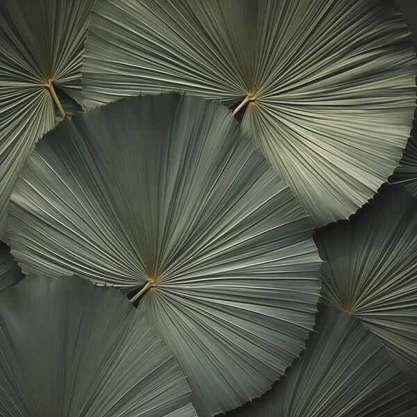 Group of large green leaves Group of large green leaves