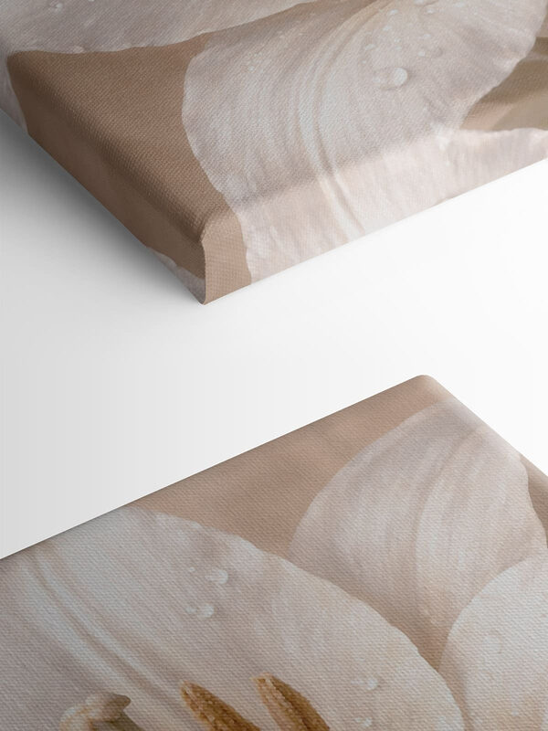 Delicate petals drenched in morning dew Delicate petals drenched in morning dew