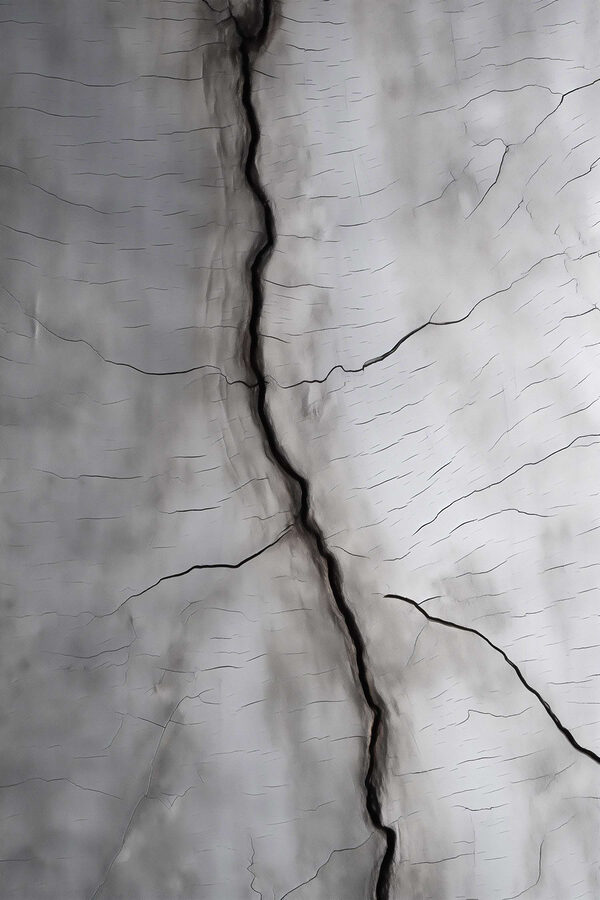 Crack in a tree Crack in a tree
