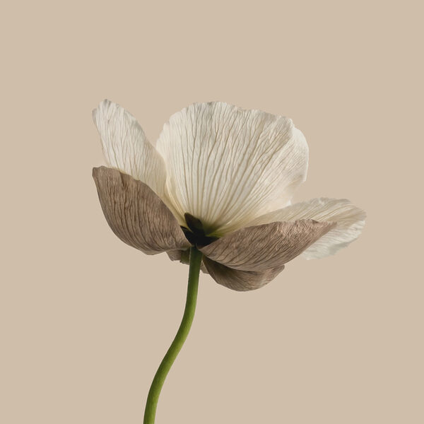 White flower with brown petals