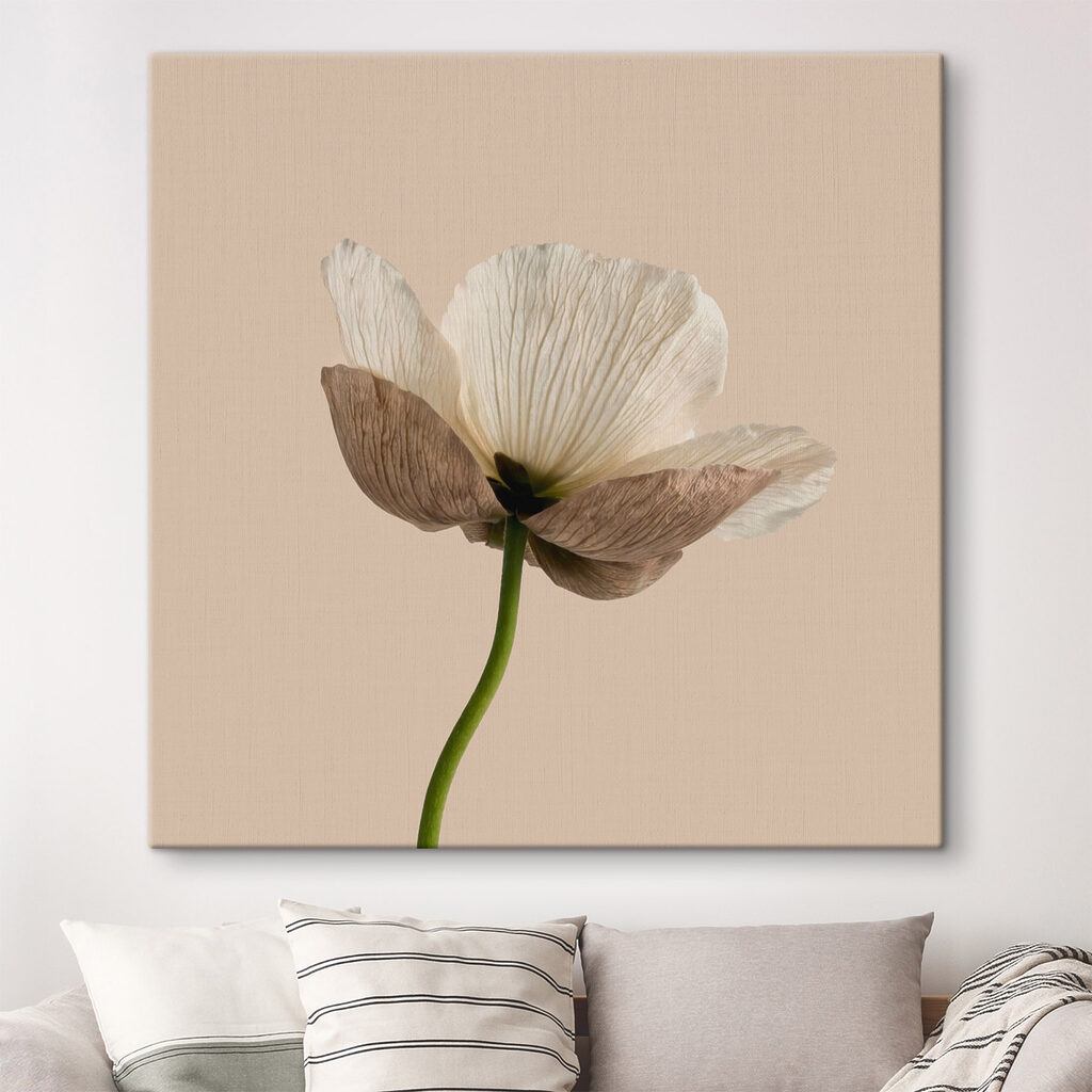 White flower with brown petals