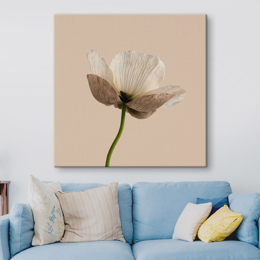 White flower with brown petals