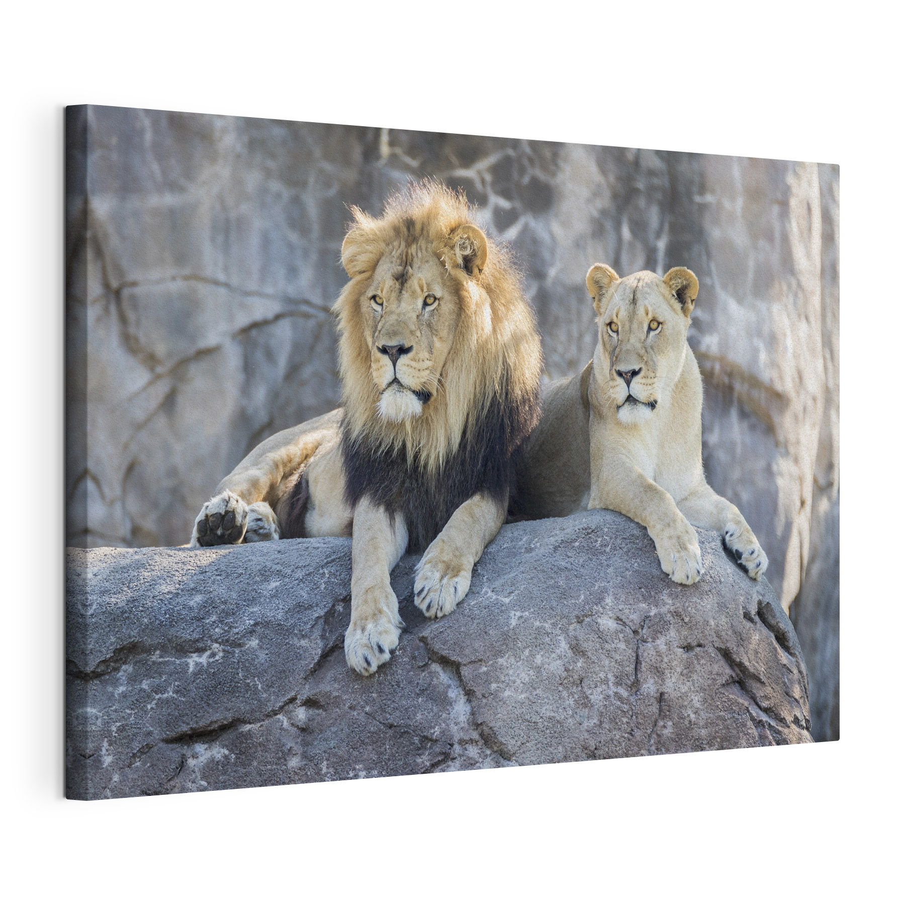 A couple of lions lying on a rock A couple of lions lying on a rock