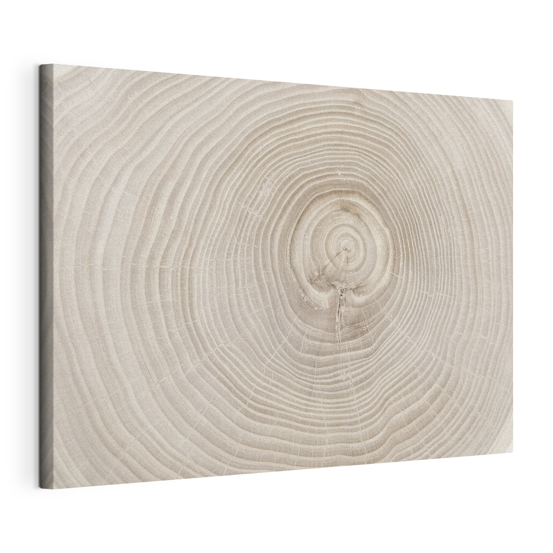 A close up of a tree trunk