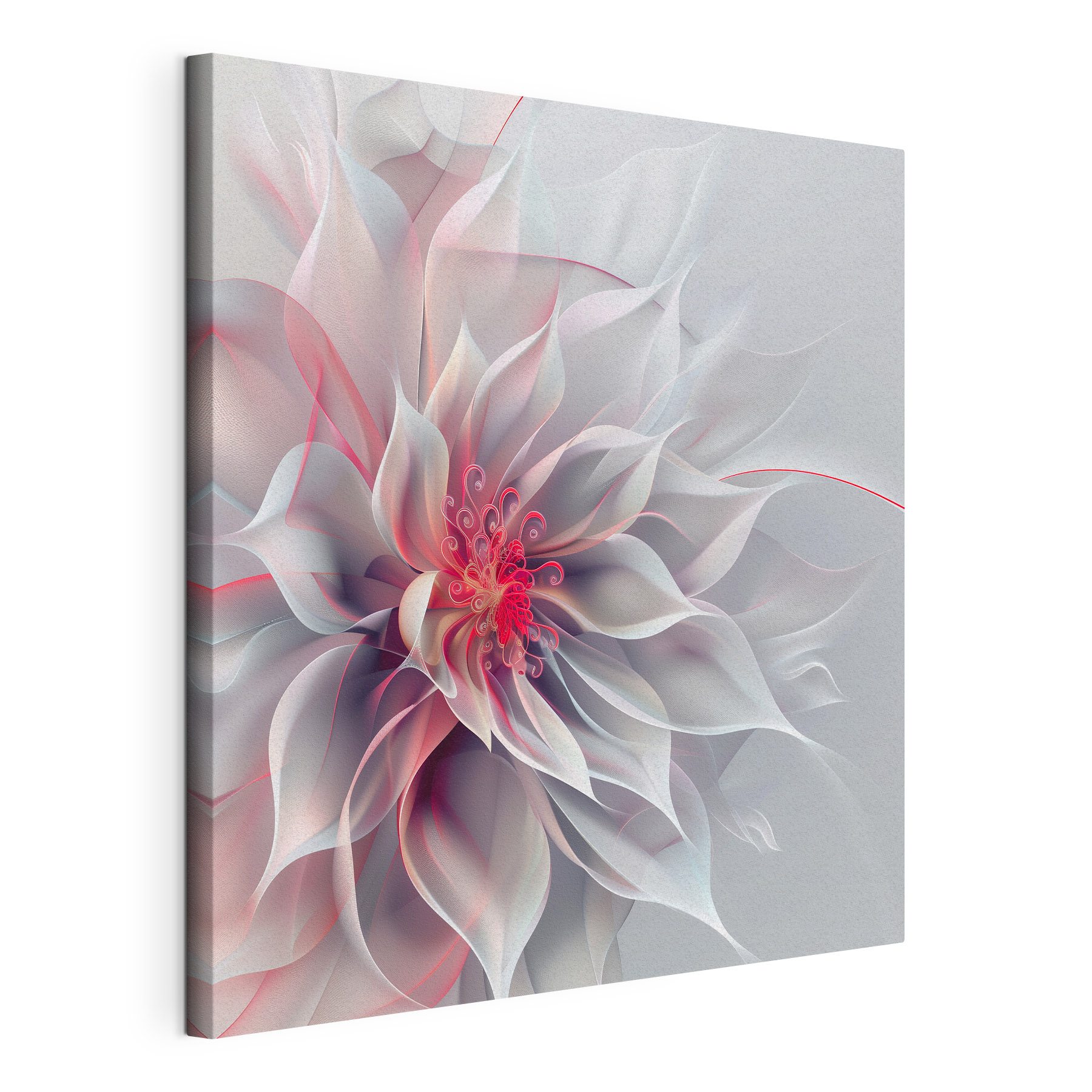 White and pink flower White and pink flower