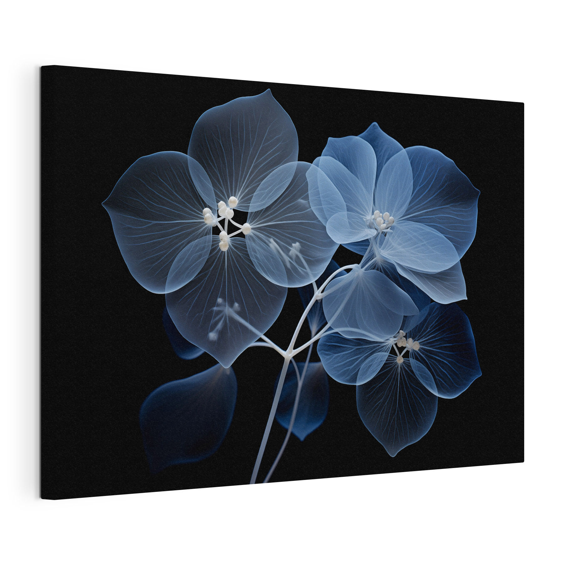 Translucent flowers on a dark background