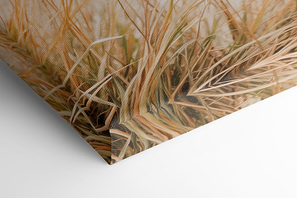 Gentle breeze over coastal grass Gentle breeze over coastal grass
