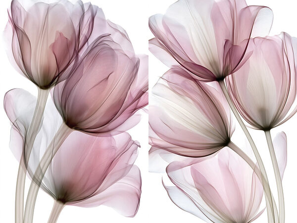 Delicate petals in soft hues