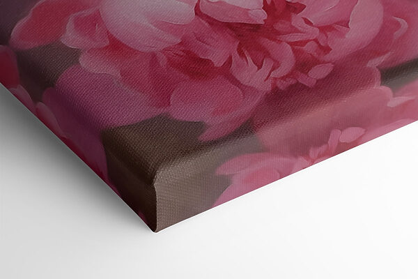 Blooming pink peonies in soft light Blooming pink peonies in soft light