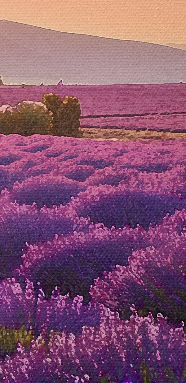 Lavender field with mountains in the background