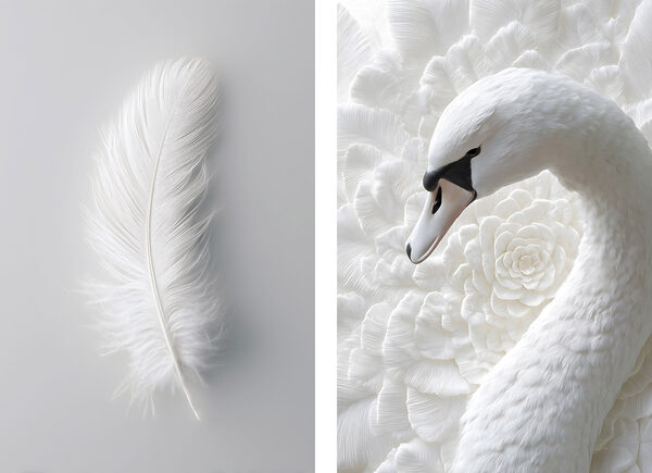 White feather and a swan White feather and a swan