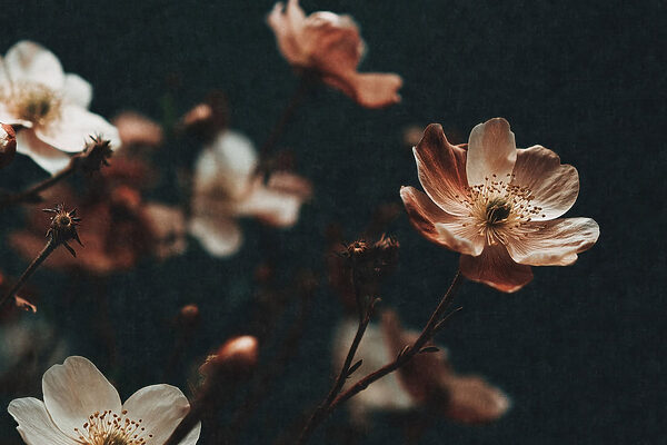 Delicate blooms in soft hues Delicate blooms in soft hues