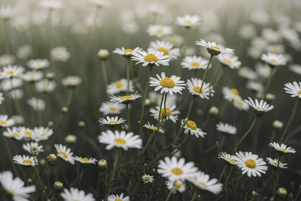Group of white and yellow flowers