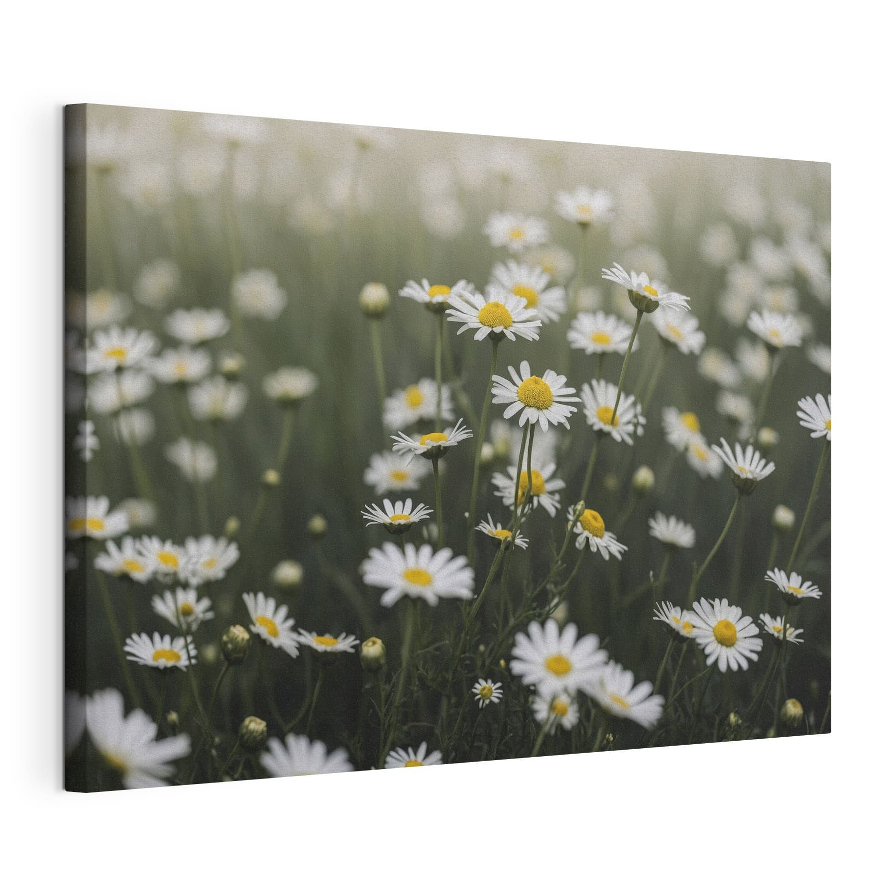 Group of white and yellow flowers