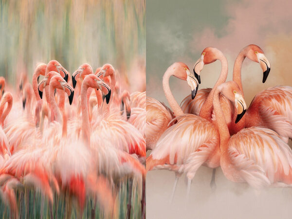 Group of flamingos standing together Group of flamingos standing together