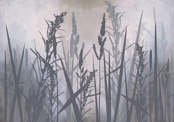 Tall grass in the fog
