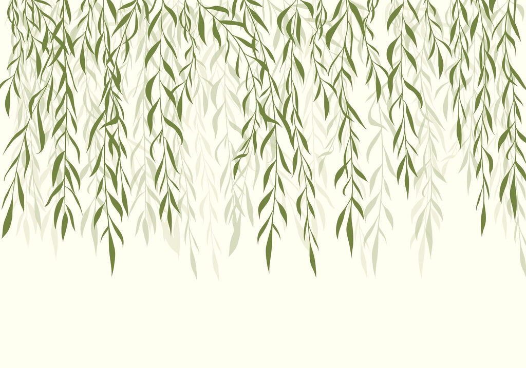 Green leaves from a tree